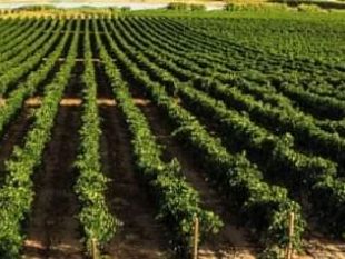 crisi-agricoltura-il-sindaco-quinci-insieme-ai-colleghi-di-marsala-e-petrosino-chiede-intervento-di-regione-e-stato