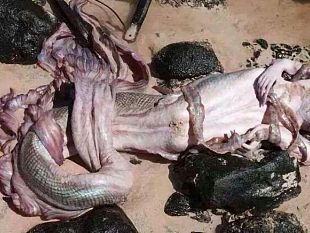 ultime-della-sera-ovvero-di-quando-io-cambiai-sistema-nutrizionale