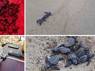 nate-le-tartarughe-marine-a-lampedusa