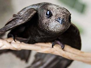 ultime-della-sera-rondoniun-vita-in-volo