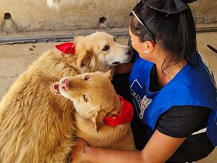 trapani-volontari-oipa-in-strada-per-applicare-antiparassitari-a-cani-e-gatti