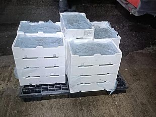 la-gdf-di-palermo-sequestra-oltre-1-quintale-di-novellame