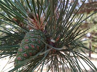 la-regione-stanzia-22-mln-per-la-tutela-di-ambienti-e-sistemi-forestali