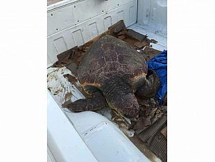 erice-lungomare-dante-alighieri-ritrovato-grosso-esemplare-di-tartaruga-caretta-caretta