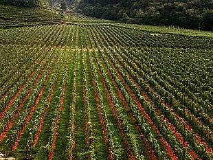 trapani/rinnovato-il-contratto-di-lavoro-degli-operai-agricoli-e-dei-florovivaisti