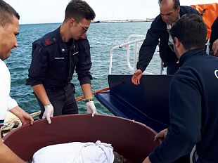 la-guardia-costiera-di-marsala-soccorre-un-esemplare-di-caretta-caretta-in-difficolta-grazie-alla-collaborazione-di-un-diportista