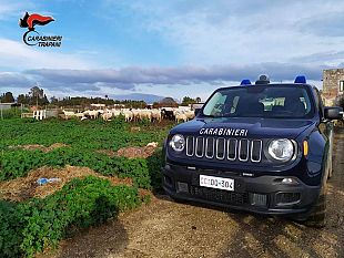 locogrande-i-carabinieri-denunciano-un-uomo-per-macellazione-clandestina