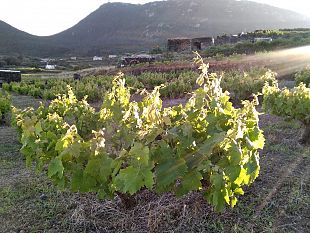 giornata-mondiale-per-lambiente-2020-in-un-click-lunicita-della-vite-ad-alberello-di-pantelleria-patrimonio-unesco