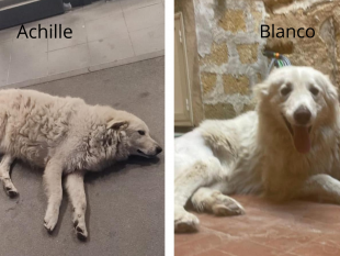 mazara-mille-firme-su-changeorg-per-sollecitare-le-indagini-sulluccisione-dei-due-cani-achille-e-blanco