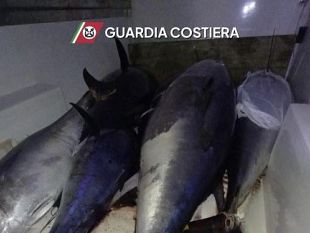 san-vito-lo-capo-sequestrati-8-quintali-di-tonno-rosso-senza-tracciabilita