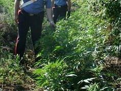 mazara-del-vallo-carabinieri-scovate-coltivazioni-di-canapa-indiana-a-campobello-e-tre-fontane