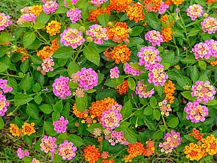 trapani-si-rifa-il-look-acquistate-lantane-per-aiuole-e-rotatorie