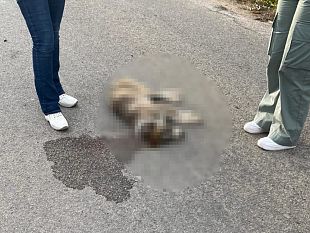 mazara-cane-investito-ed-ucciso-da-unauto-in-via-napoli-cda-boccarena