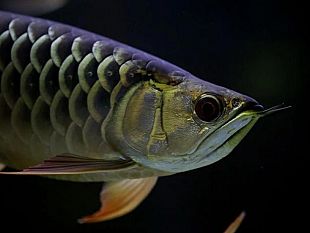 trapani/alcamo-la-finanza-scopre-un-pesce-drago-nella-casa-di-due-imprenditori-cinesi