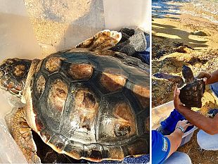 liberata-aci-giovane-esemplare-di-tartaruga-marina-della-specie-caretta-caretta