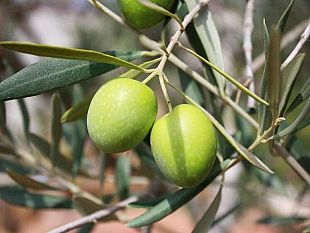crisi-olivicultura-lintervento-del-pd-di-partanna