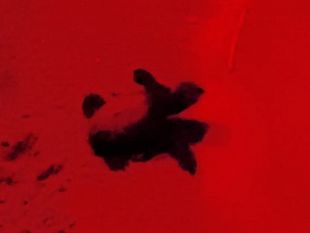 la-notte-delle-tartarughine-caretta-caretta-emozionante-schiusa-a-capo-granitola
