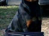 i-due-rottweiler-mazaresi-query-e-nanuk-trionfano-a-cefalu-e-ragusa