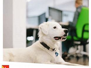 regione-siciliana-assessorato-territorio-si-agli-animali-daffetto-in-ufficio