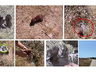 marsala-orrore-in-periferia-un-cucciolo-muore-di-calore-la-grande-rabbia-dei-volontari