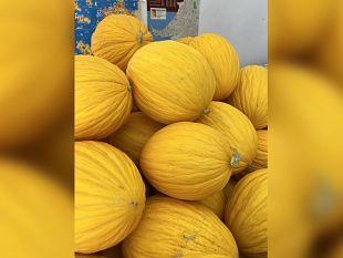 paceco-al-via-oggi-la-sagra-del-melone-giallo