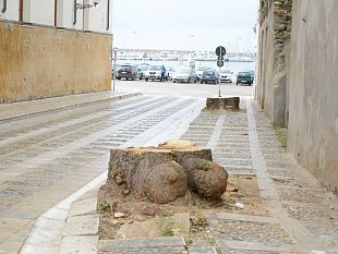 questione-alberi-tagliati-in-via-san-giovanni-interviene-il-dirigente-falzone