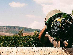 cantine-aperte-in-vendemmia-presso-le-tenute-orestiadi