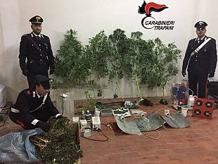 campobello-sequestrata-dai-carabinieri-una-piantagione-di-cannabis