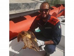 castellammare-del-golfo-recuperate-tre-tartarughe-solo-una-e-viva
