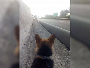 cane-scomparso-salvato-in-autostrada-il-grande-gesto-di-un-uomo-coraggioso