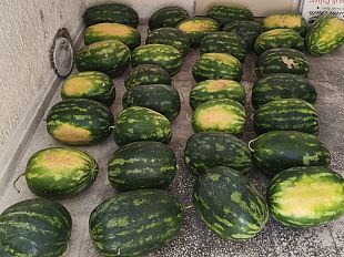 mazara-sequestrati-dalla-polizia-municipale-otto-quintali-di-prodotti-ortofrutticoli-venduti-abusivamente