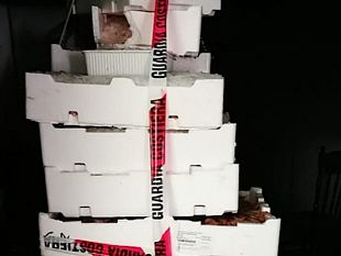 mazara-la-guardia-costiera-sequestra-170-kg-di-prodotto-ittico-non-a-norma