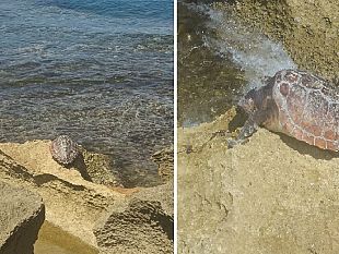 mazara-piccola-tartaruga-marina-trovata-morta-a-quarara-il-wwf-massima-attenzione-ai-nidi-lungo-le-coste
