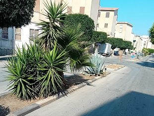 erice-ripulite-le-aiuole-della-via-ciullo-dalcamo