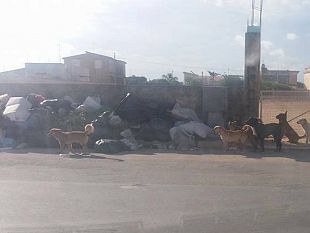 anche-legambiente-mazara-interviene-sulla-situazione-rifiuti