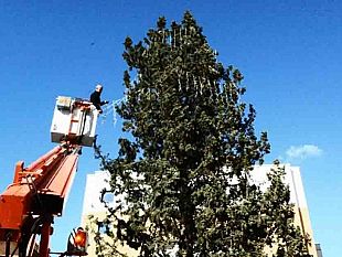 madonie-dal-bosco-di-polizzi-generosa-lalbero-di-natale-per-piazza-politeama