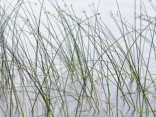 detti-e-stradetti-modi-di-dire-trapanesi-calati-juncu-chi-passa-a-china