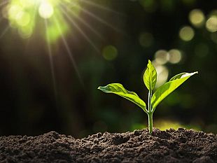 ultime-della-sera-il-respiro-del-seme