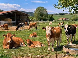 dalla-prevenzione-al-riconoscimento-ue-trapani-e-provincia-indenne-dalla-brucellosi-bovina