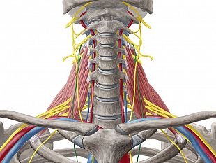 benessere-losteopata-giuseppe-denaro-spiega-limportanza-del-nervo-vago