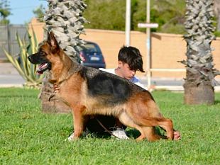 tre-primi-posti-per-lallevamento-mazarese-di-casa-catalano