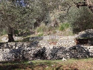 pantelleria-e-venafro-siglato-protocollo-dintesa-per-la-salvaguardia-degli-oliveti-storici-ed-eroici