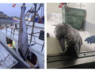 guardia-costiera-maxi-sequestro-di-tonno-rosso-tra-marsala-palermo-e-trapani-5-tonnellate-illegali