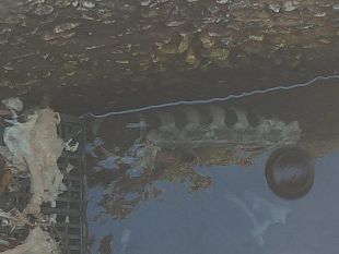 mazara-rinvenute-parti-di-uno-scheletro-al-porto-nuovo-probabile-di-un-animale-continua-l-incuria-e-il-degrado