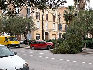trapani-rovinoso-incidente-in-via-scontrino-auto-spezza-in-due-un-albero
