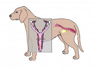 rubrica-prima-pagina-pet-la-sterilizzazione-un-atto-damore-verso-la-propria-cagnolina