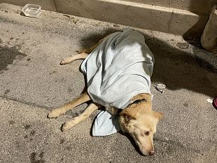 trapani-cane-precipita-dal-terzo-piano-messo-in-salvo-da-volontari-oipa