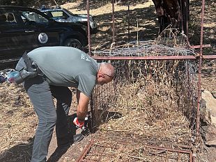 apertura-della-caccia-controlli-della-polizia-metropolitana-sequestrata-una-gabbia-per-cinghiali-nel-messinese