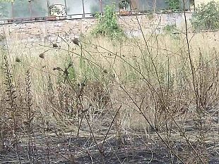 mazara-ordinanza-sindacale-per-l-eliminazione-di-rami-e-sterpaglie-ricadenti-in-proprieta-private