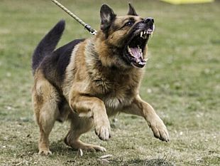 mazara-anziano-azzannato-da-un-cane-salvato-dai-medici-dellospedale-ajello